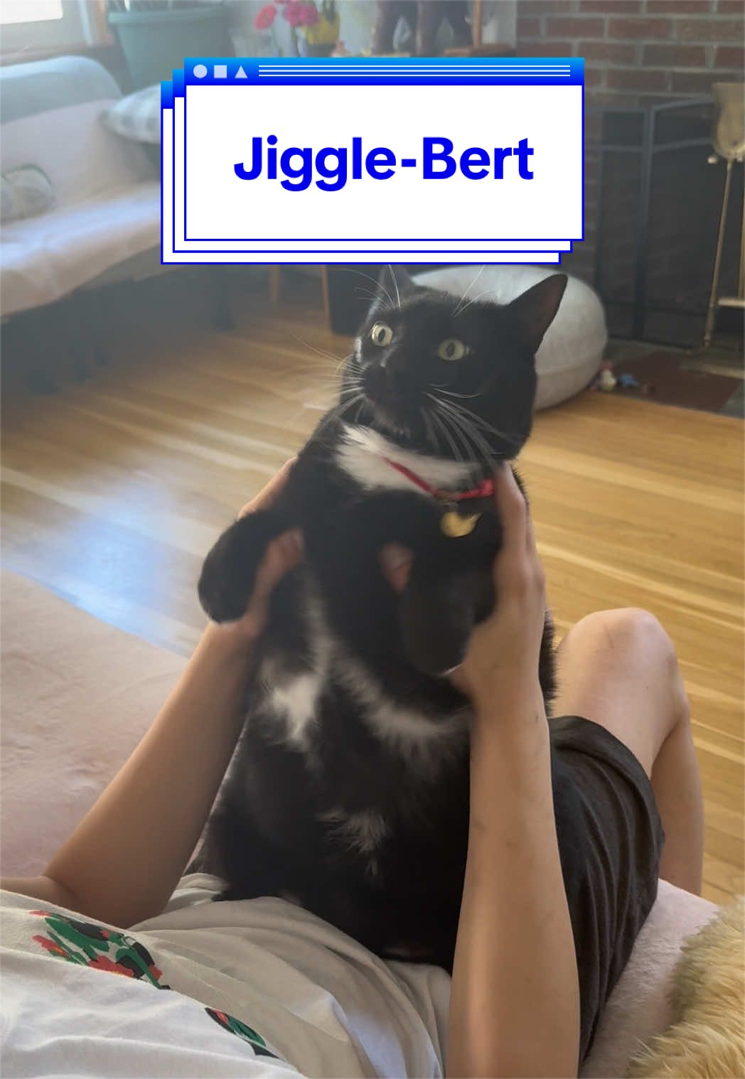 @loubert_the_cat
