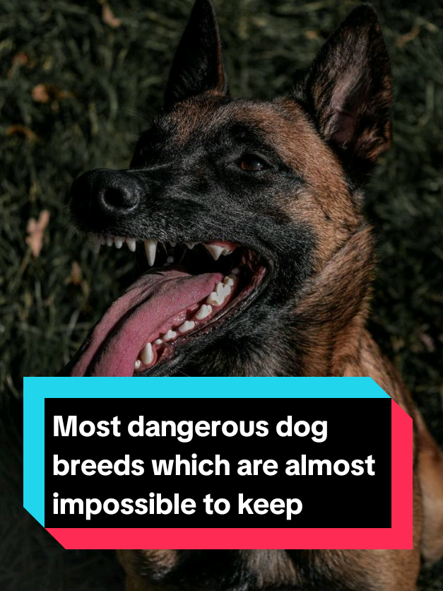 @The pet post
