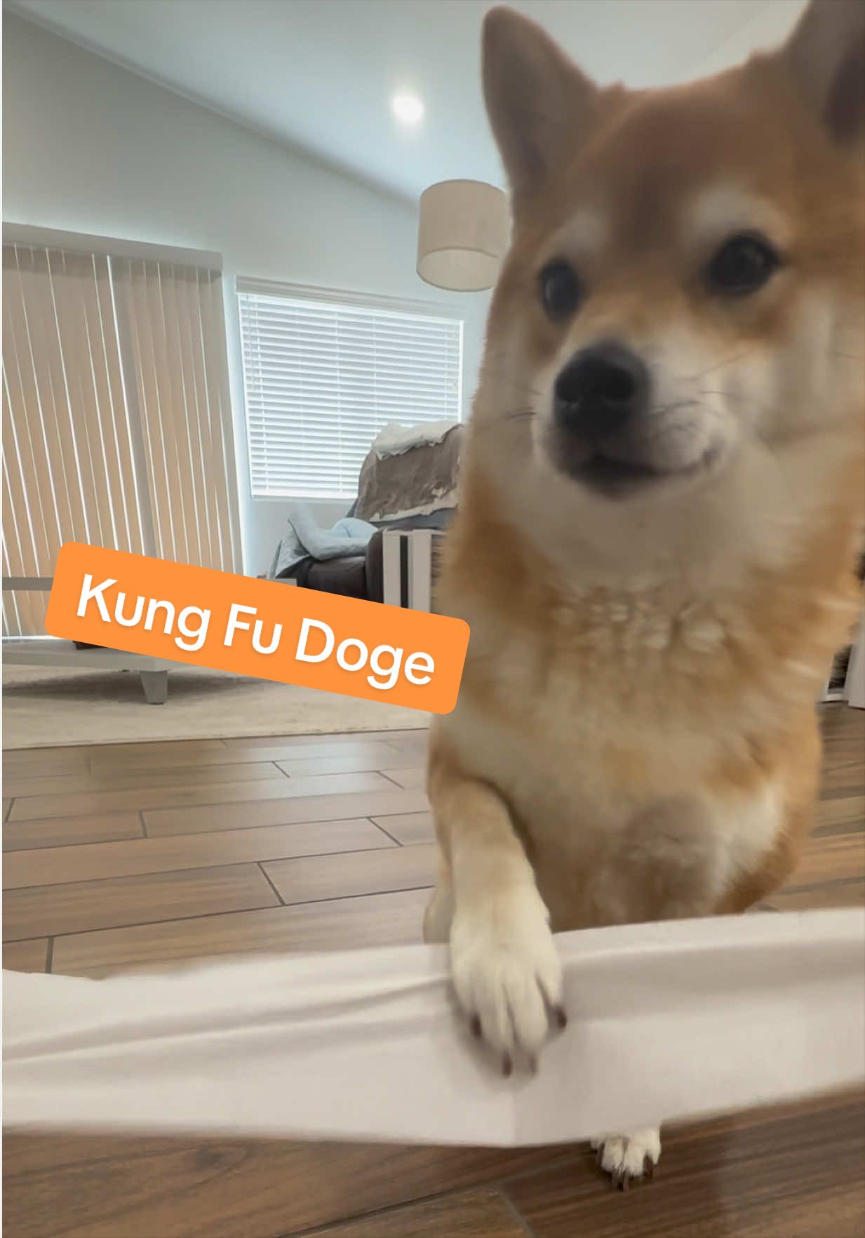 @Flock of Shibas 🐕🐕🐕