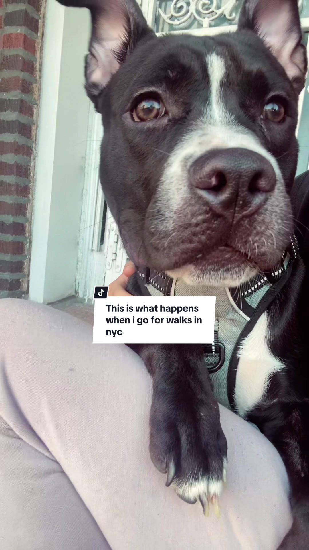 @Acebully