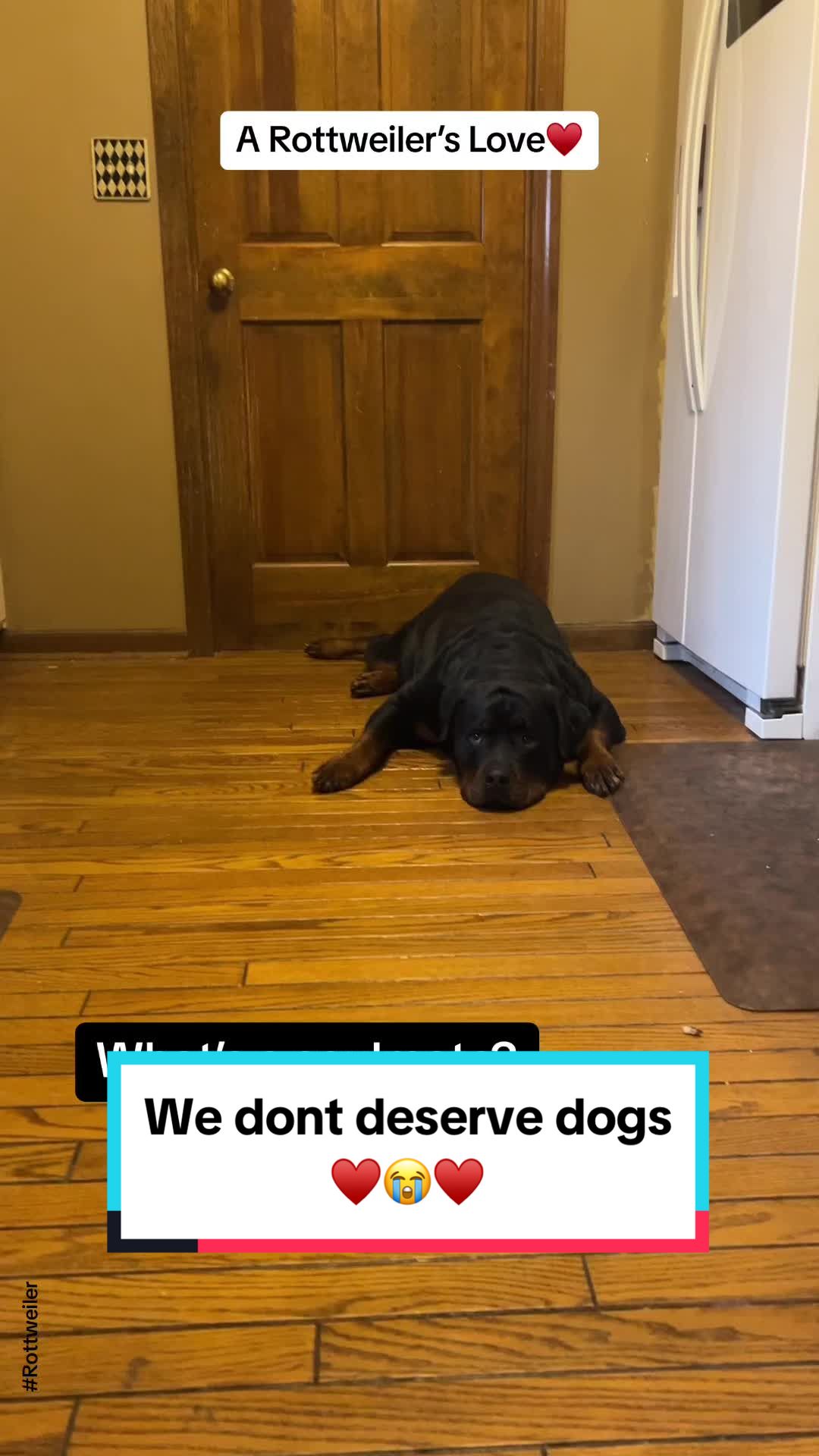 @Tiny Bear & Tiny Horse