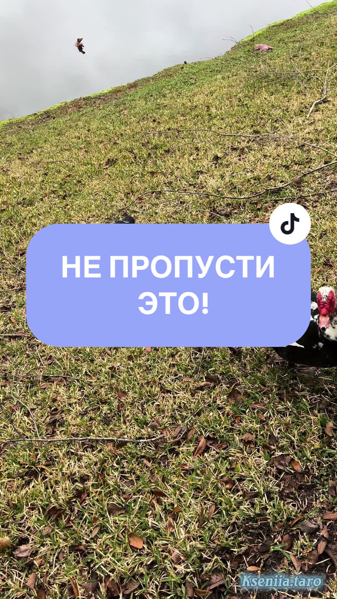 @Таролог Ксения🔮