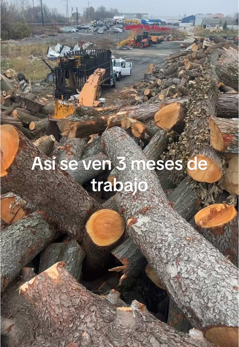@Teto tree service