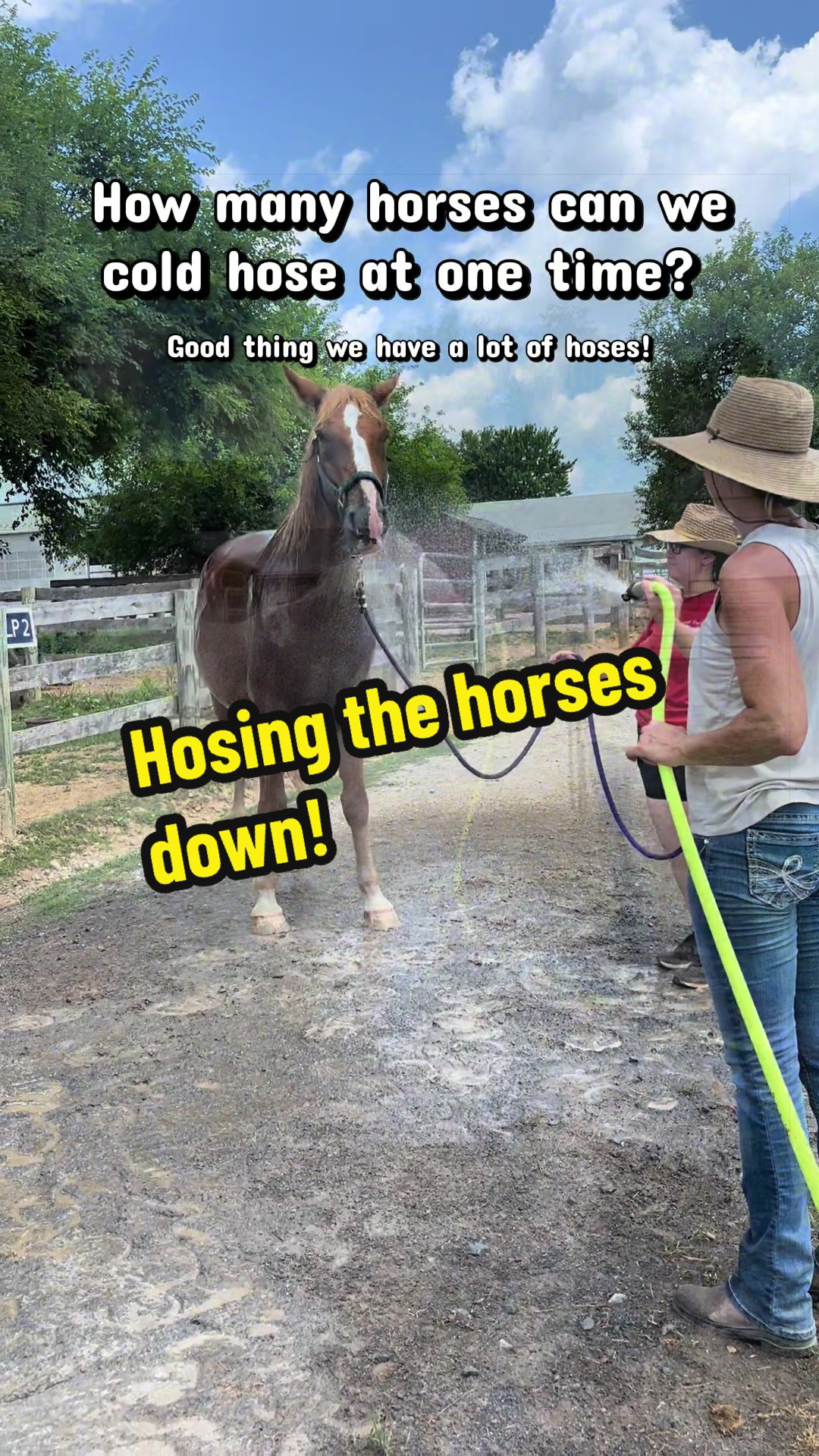 @Days End Farm Horse Rescue