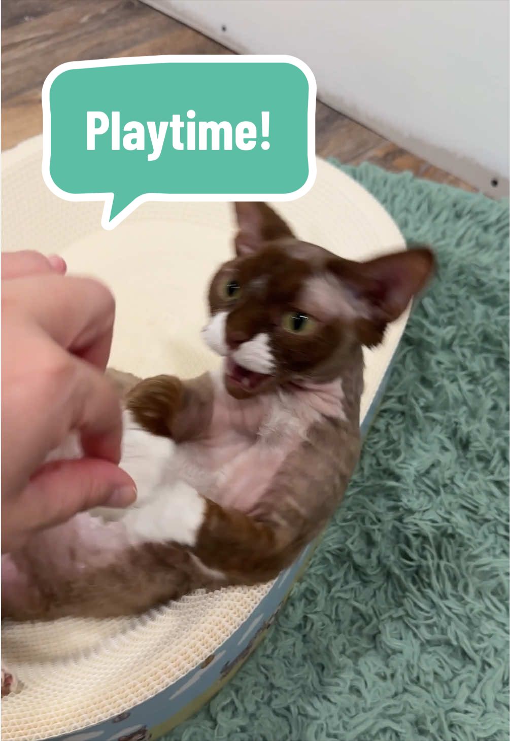 @Boba’s Buds Minskin Cats