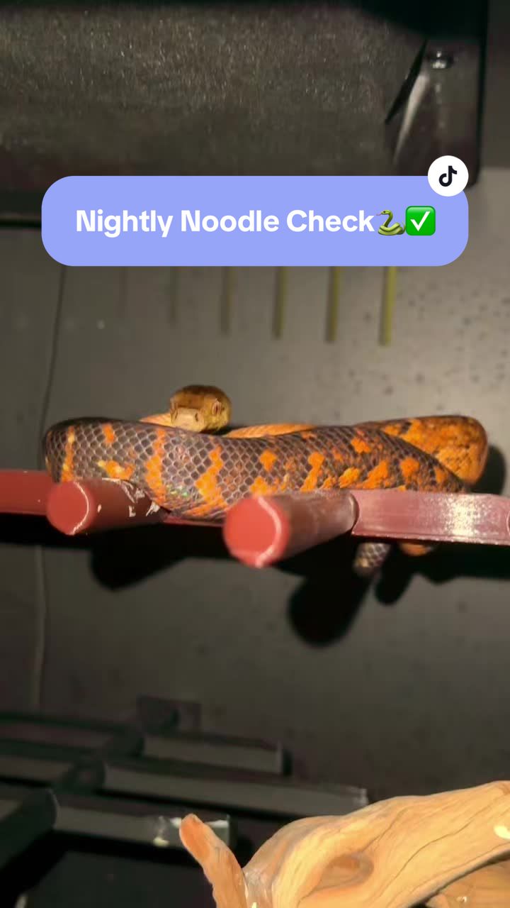 @carpe.diem.serpents