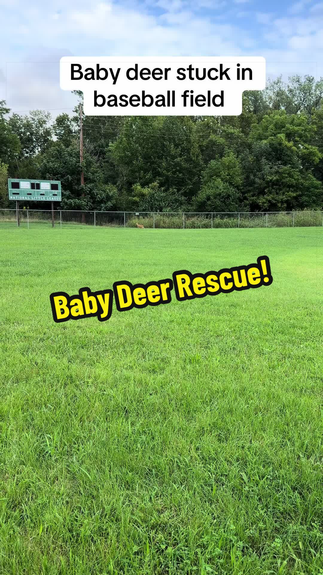@thetinyjungle