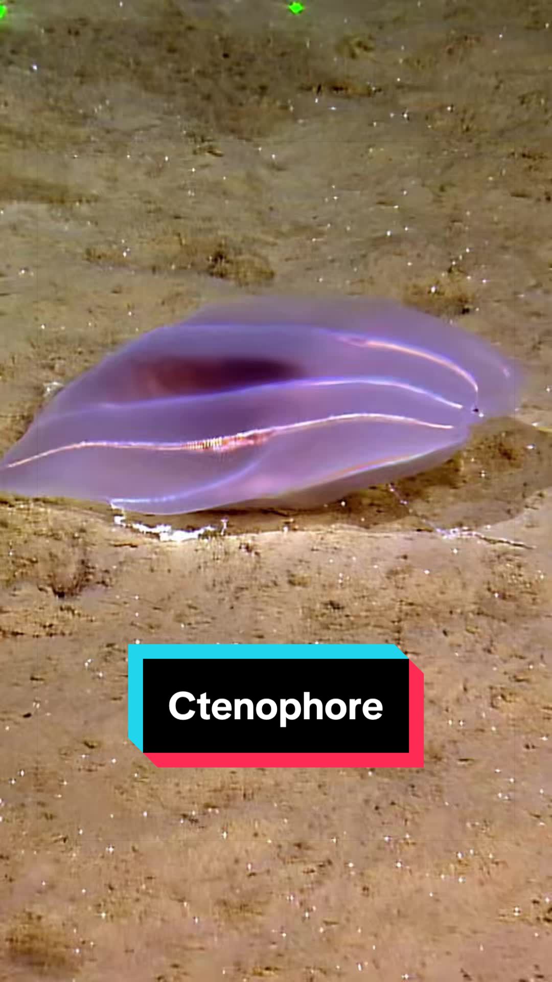 @Ocean Exploration Trust