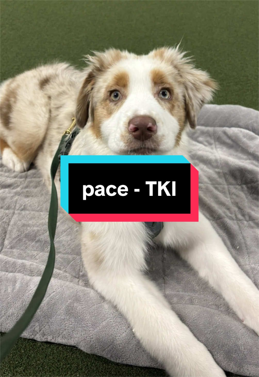 @Beck | Kentucky Dog Trainer