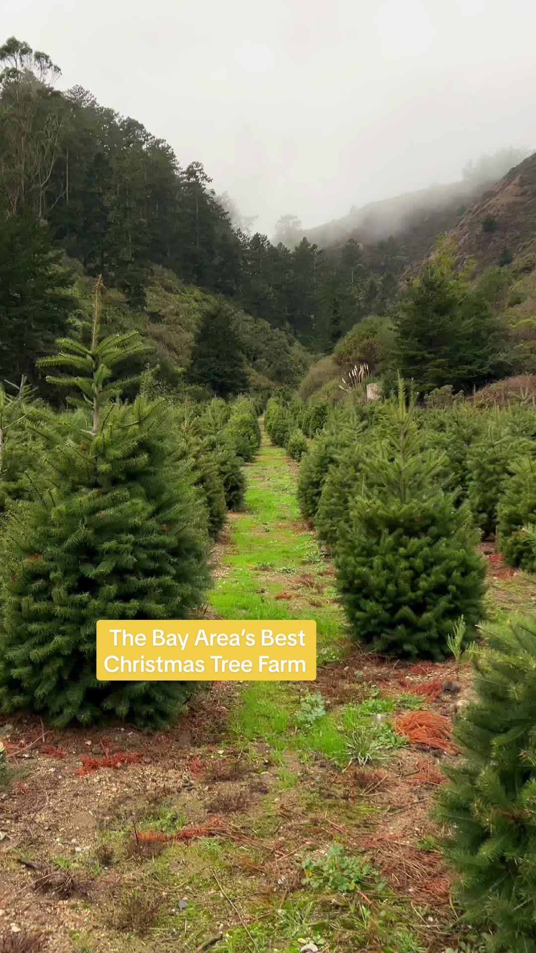 @travelswithtrent