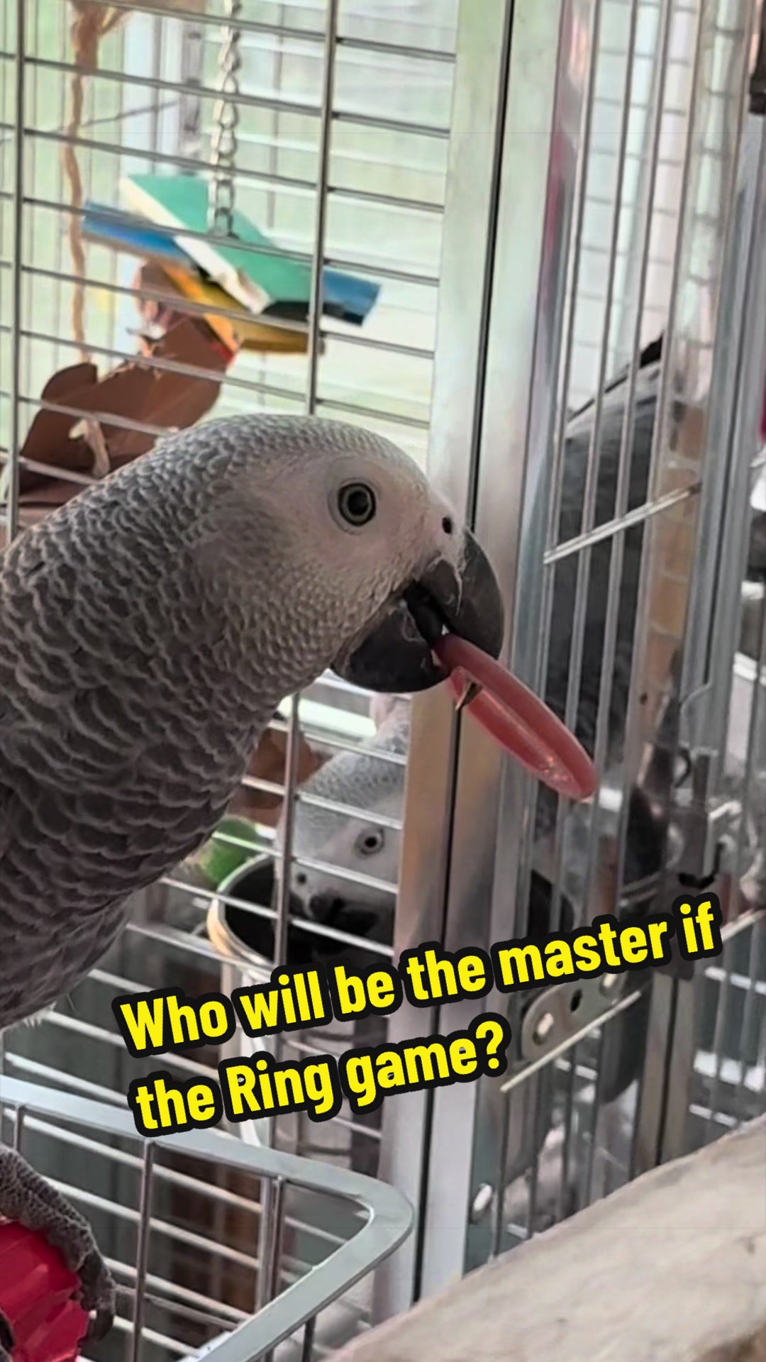 @thehinzoo