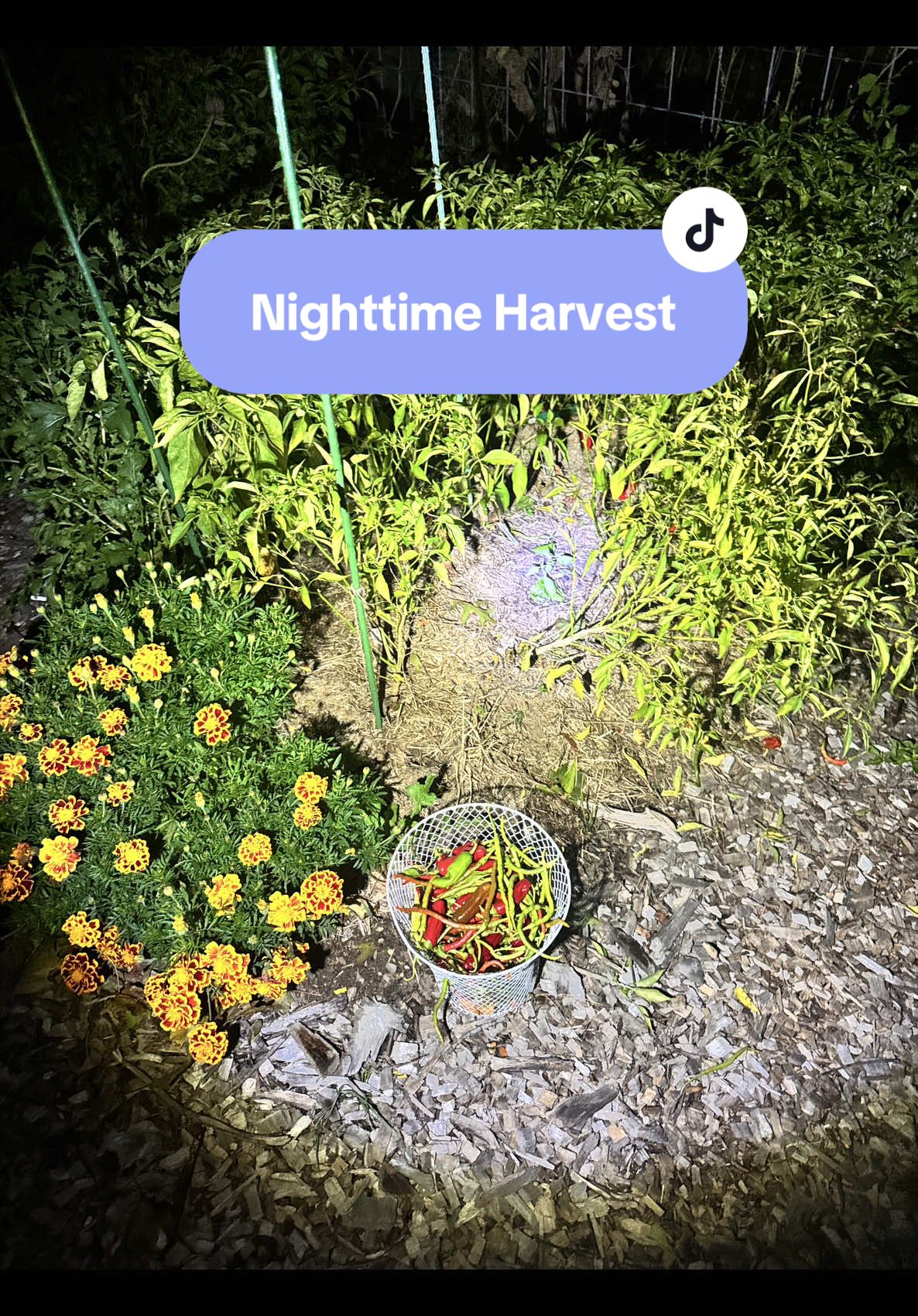 @Manica | zone 6a gardener