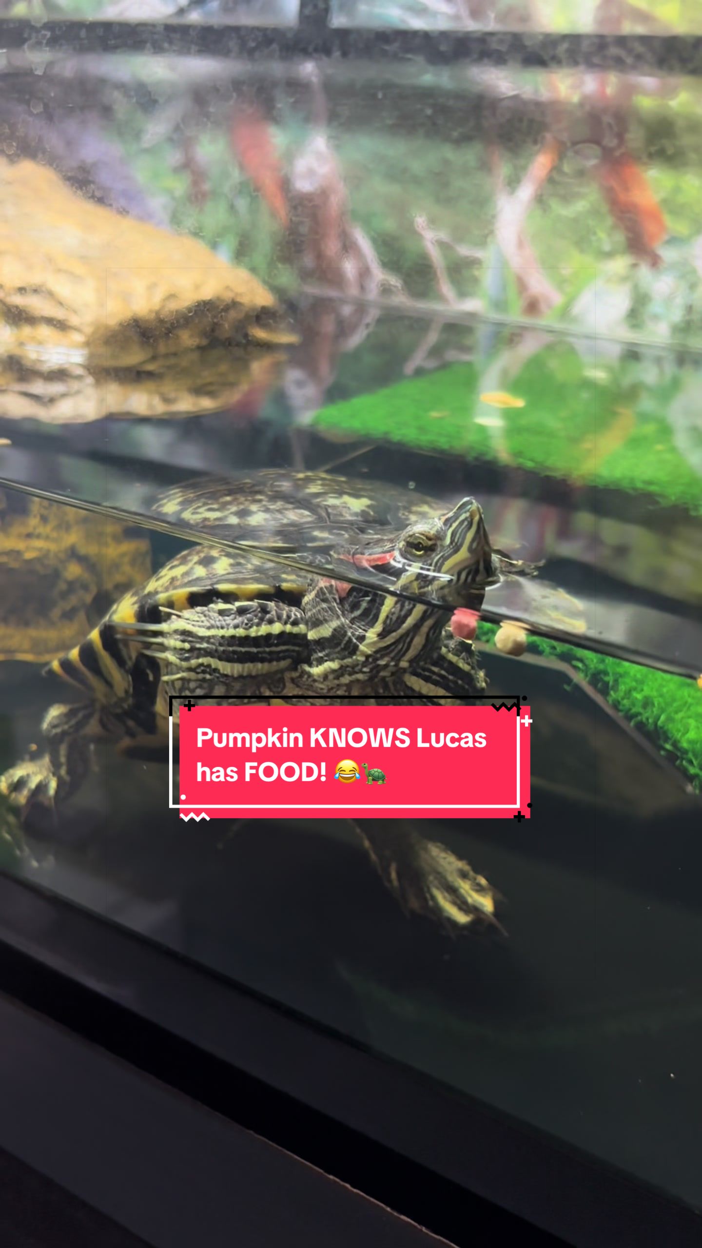 @Eastern Box Turtle