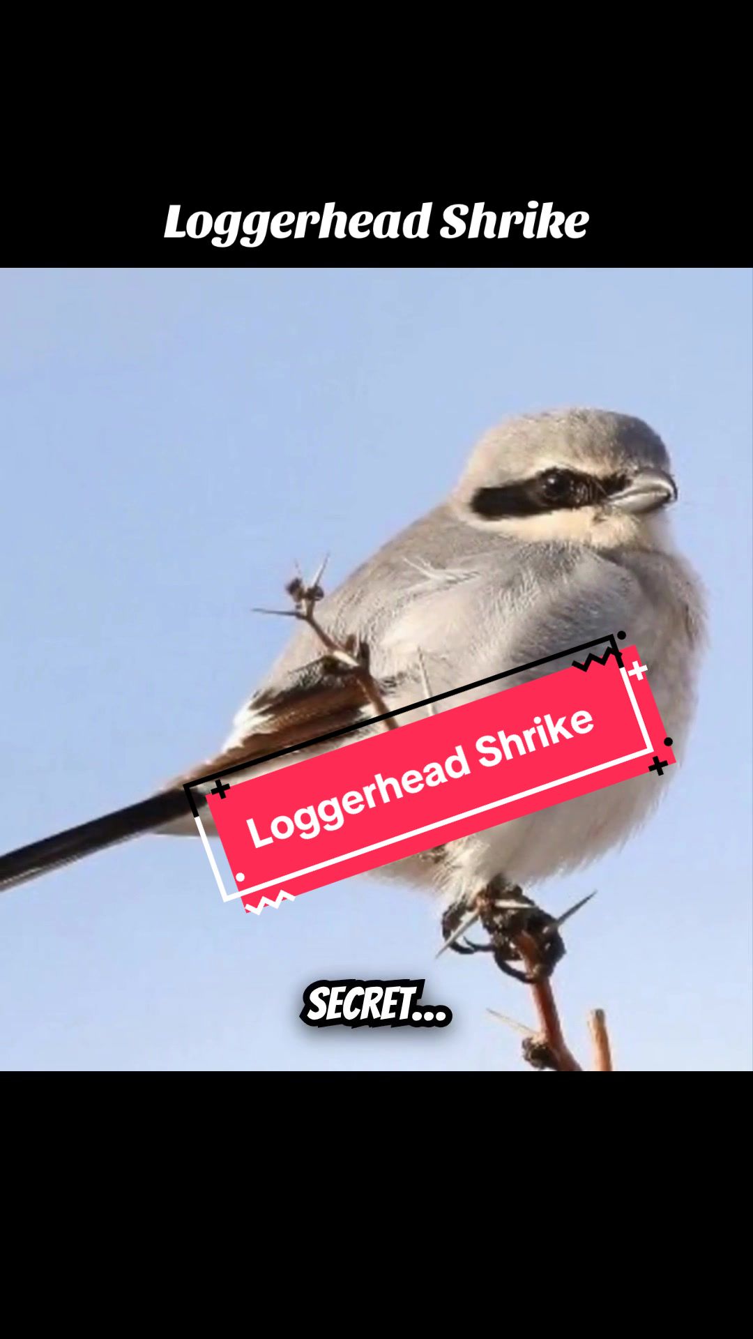 @Unique Bird Facts
