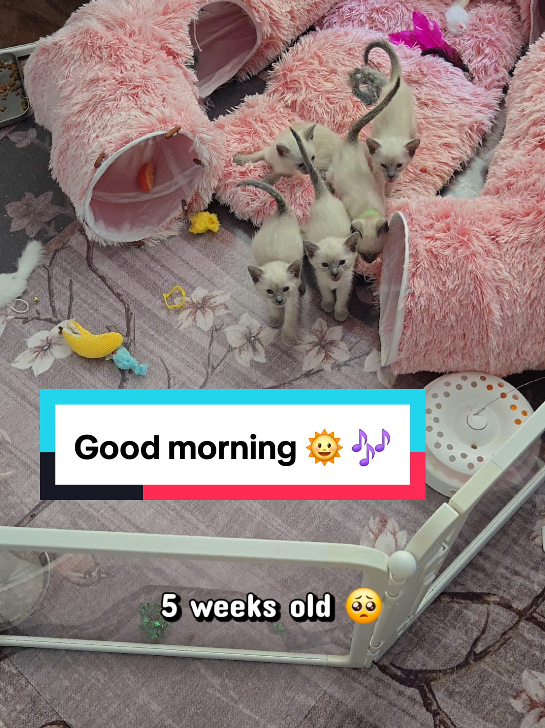 @Brittany's Beauties Kittens