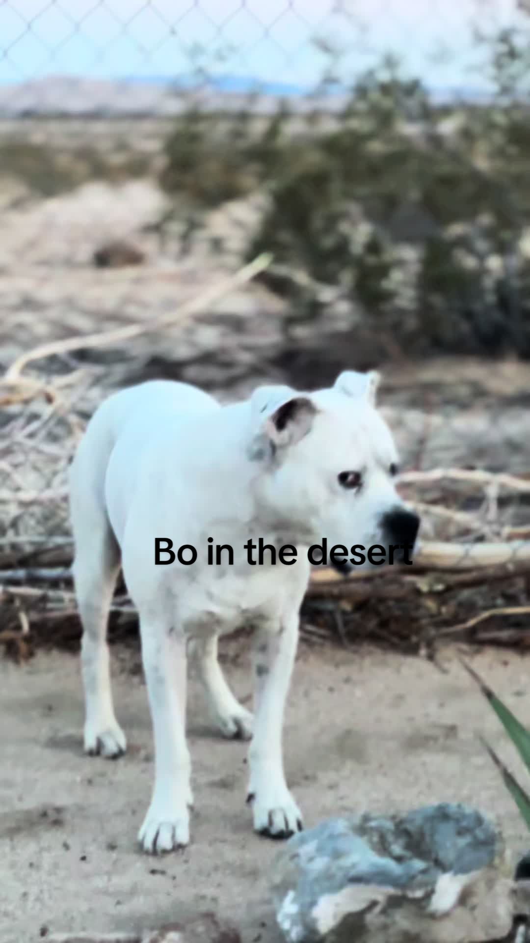 @bo
