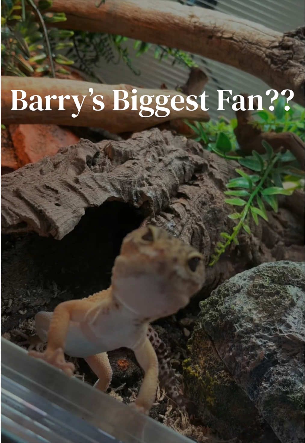 @Sydney | Leopard Gecko Nerd🦎