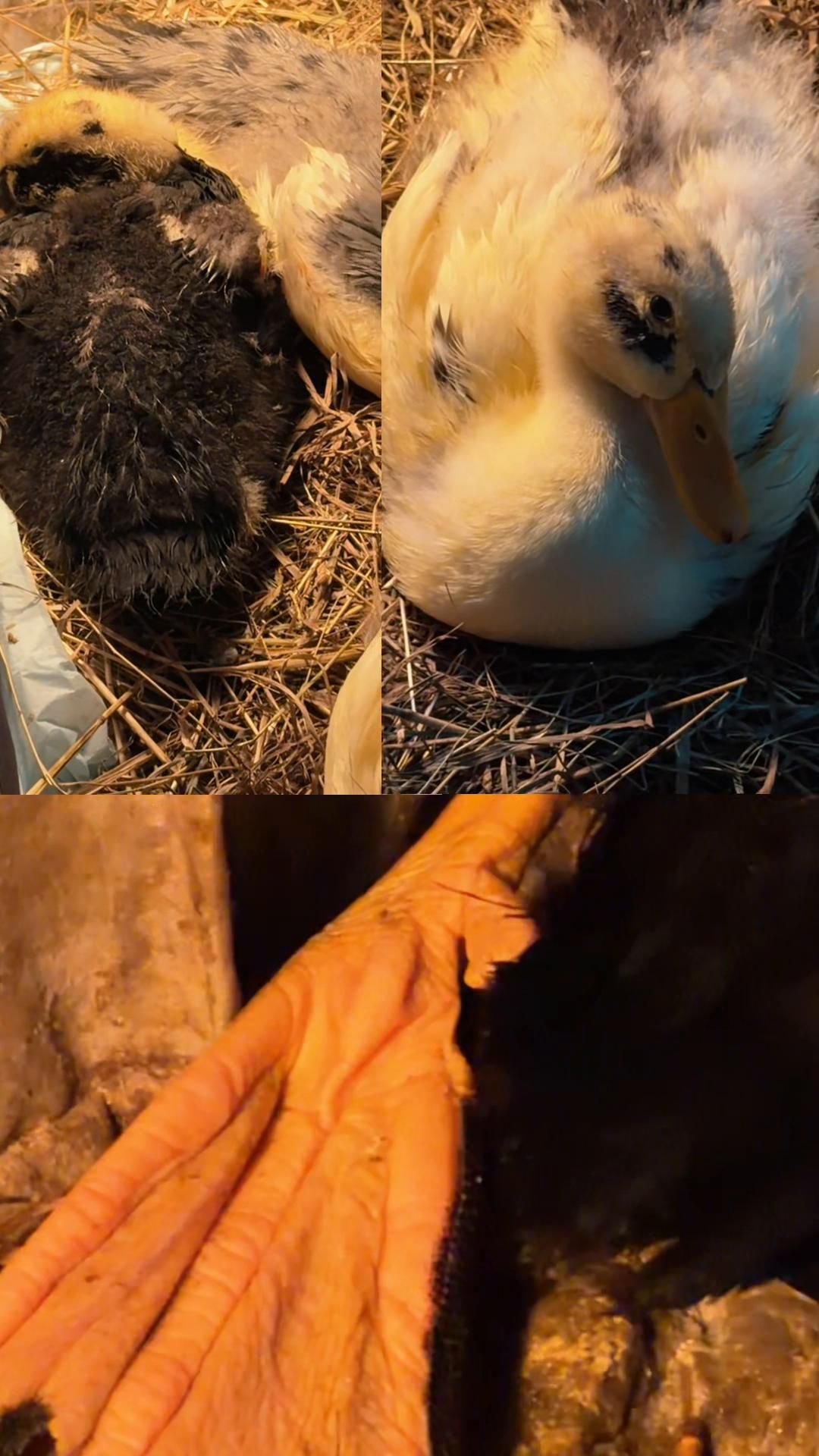 @Cluck and Waddle Farm Rescue