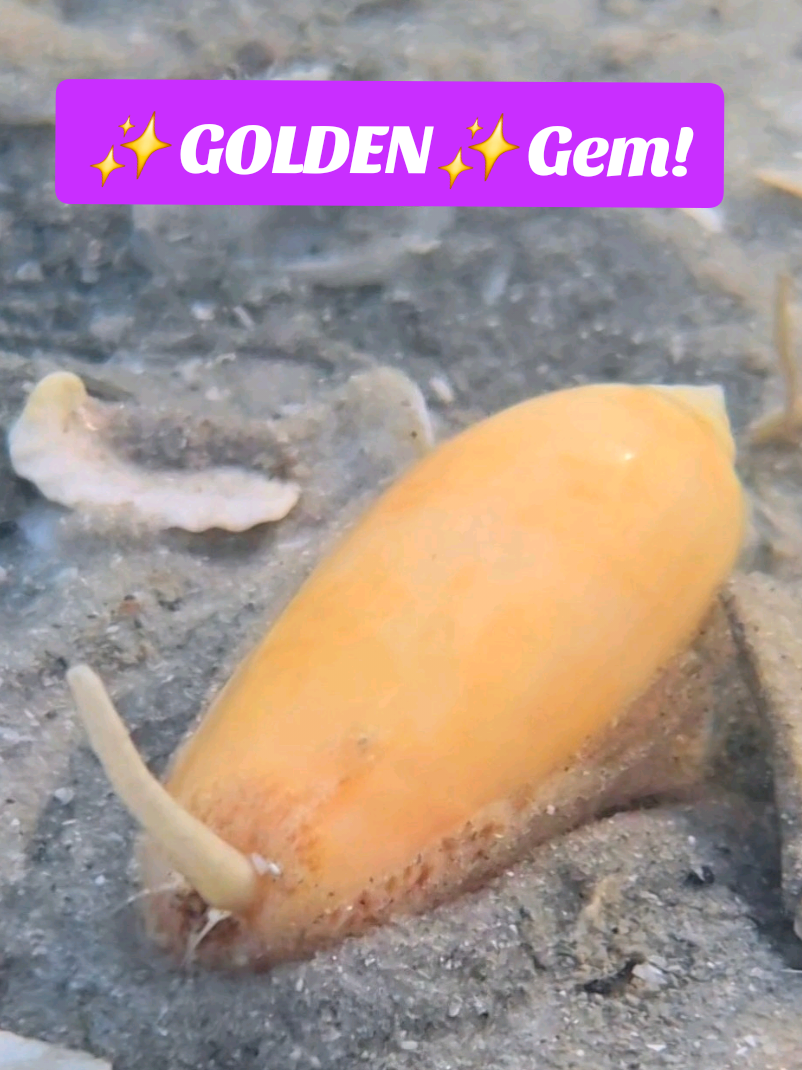 @The Seashell Mermaid ๐