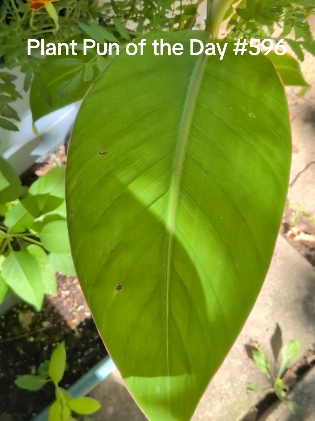 @The Plantiful Gardener