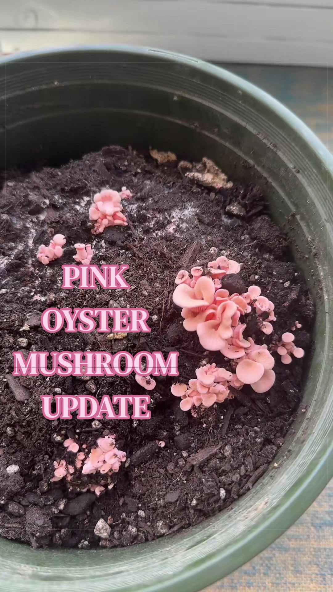 @audg🍄🐛🦋