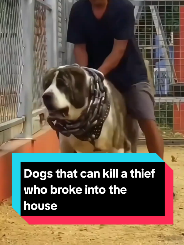 @The pet post