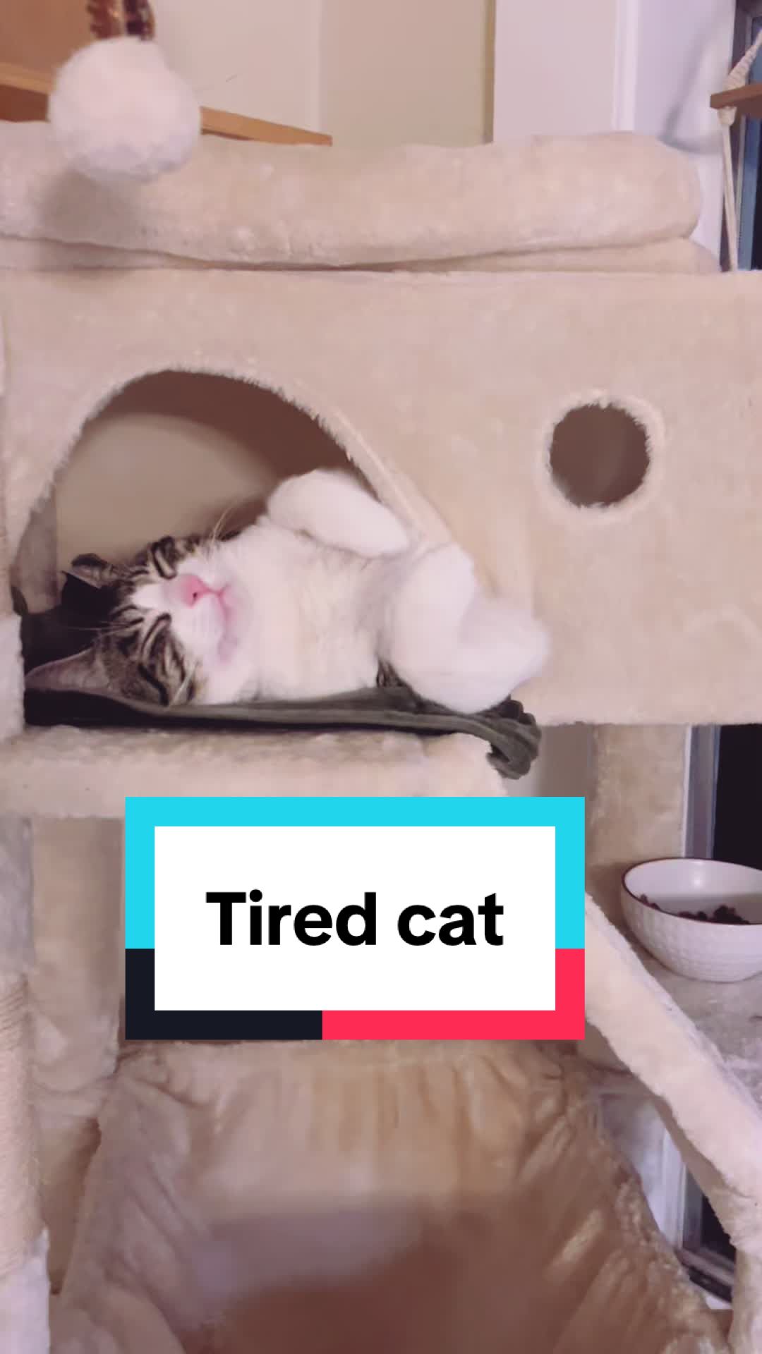 @Lola&rsquo;s pets
