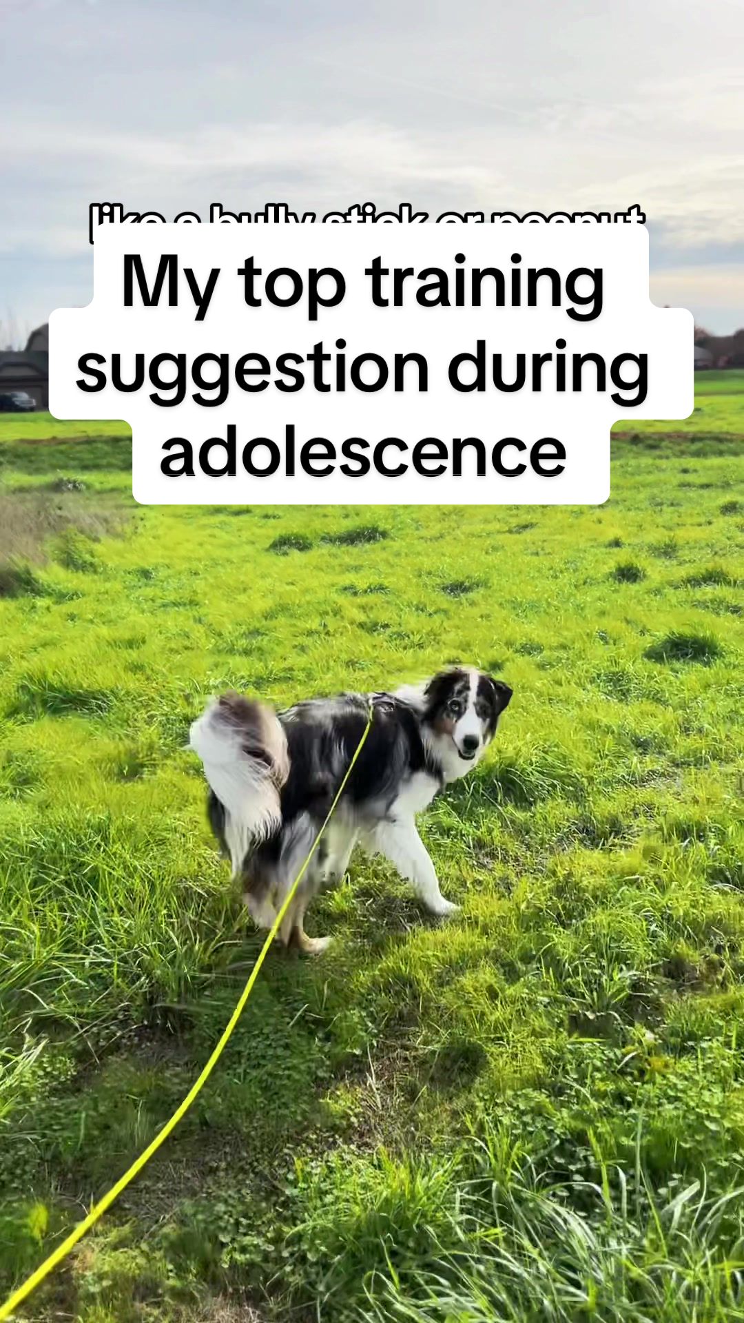 @lauren | dog behavior pro