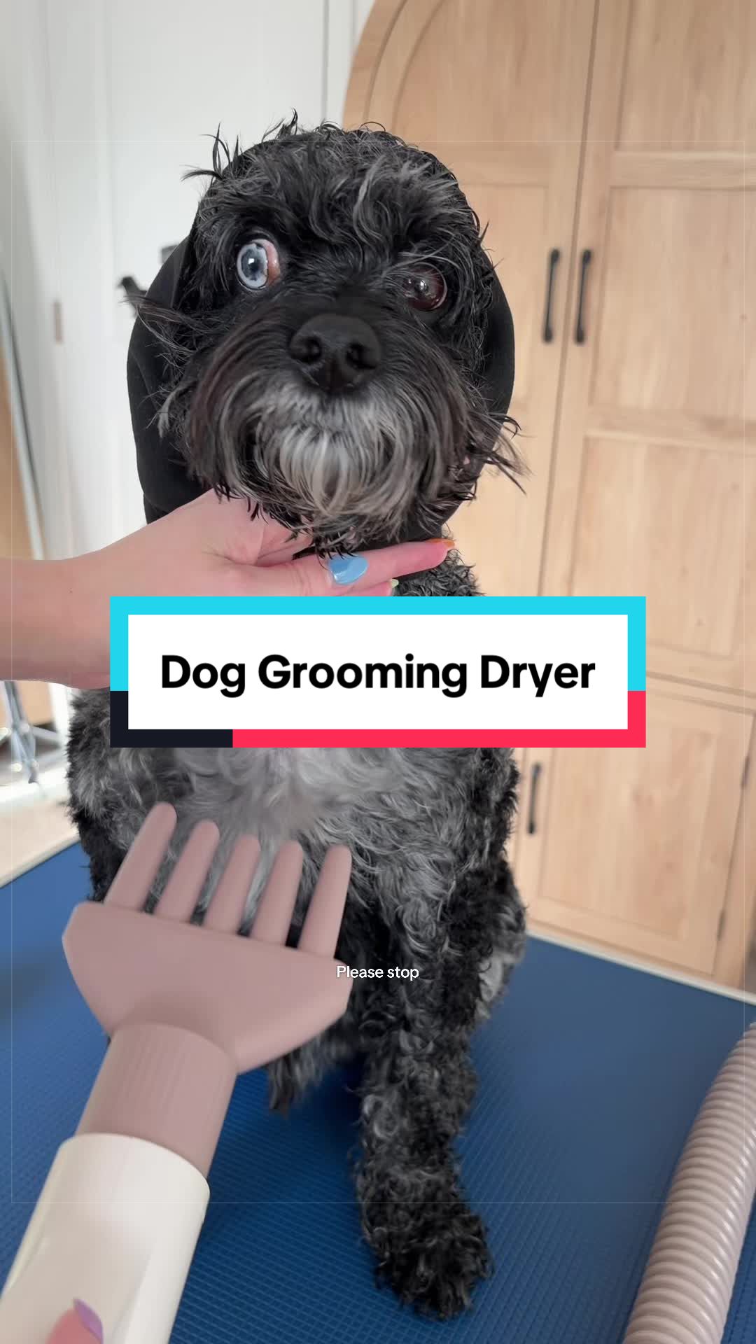 @Archie The Bernedoodle