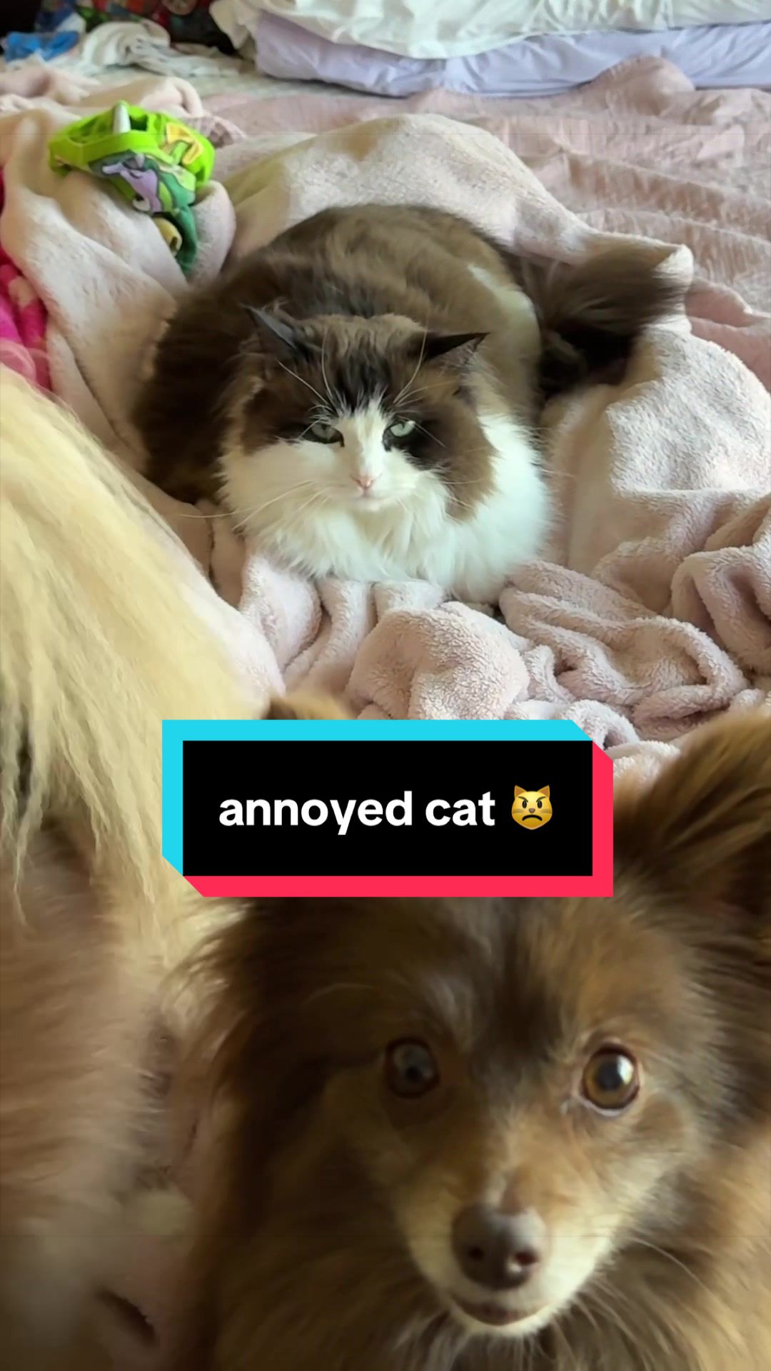 @Meredith Ragdoll Cat