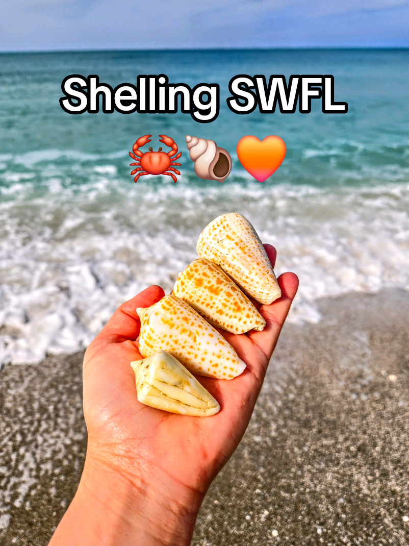 @The Seashell Mermaid 🐚
