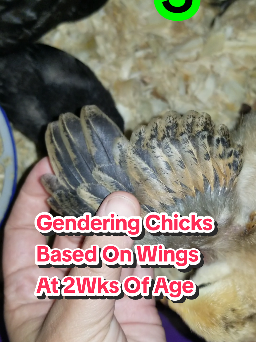 @CityChickenFarm