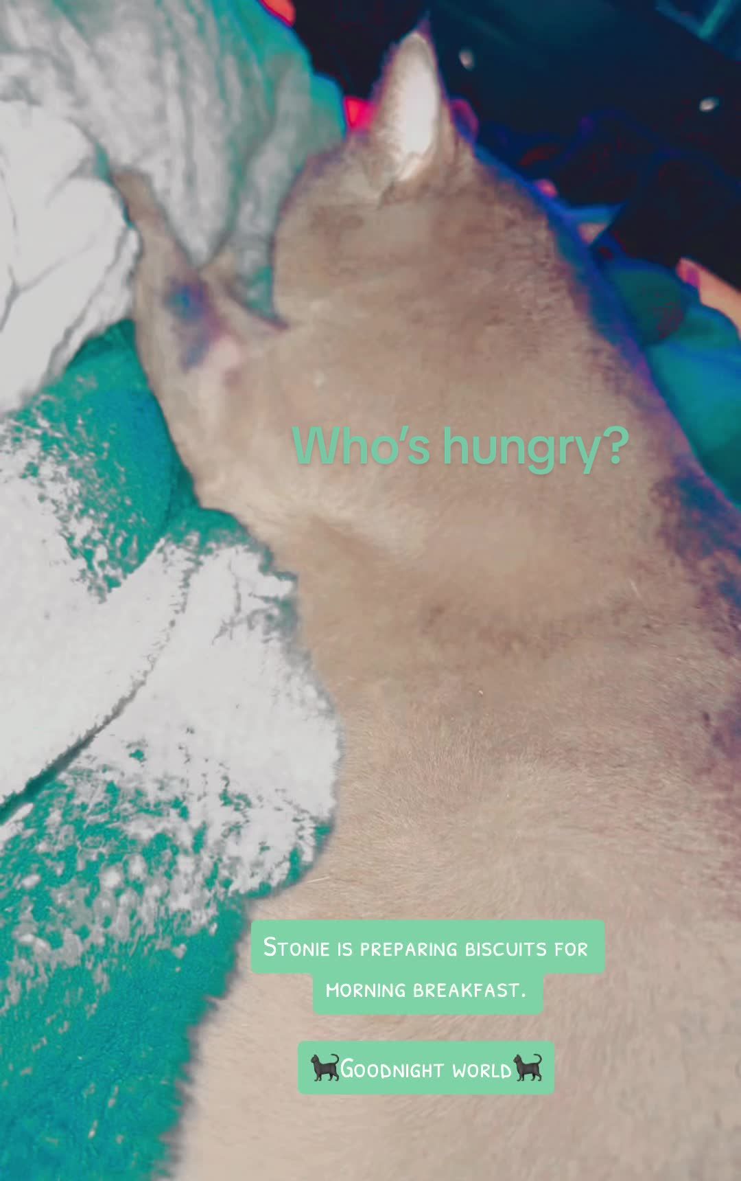 @PurrTayto