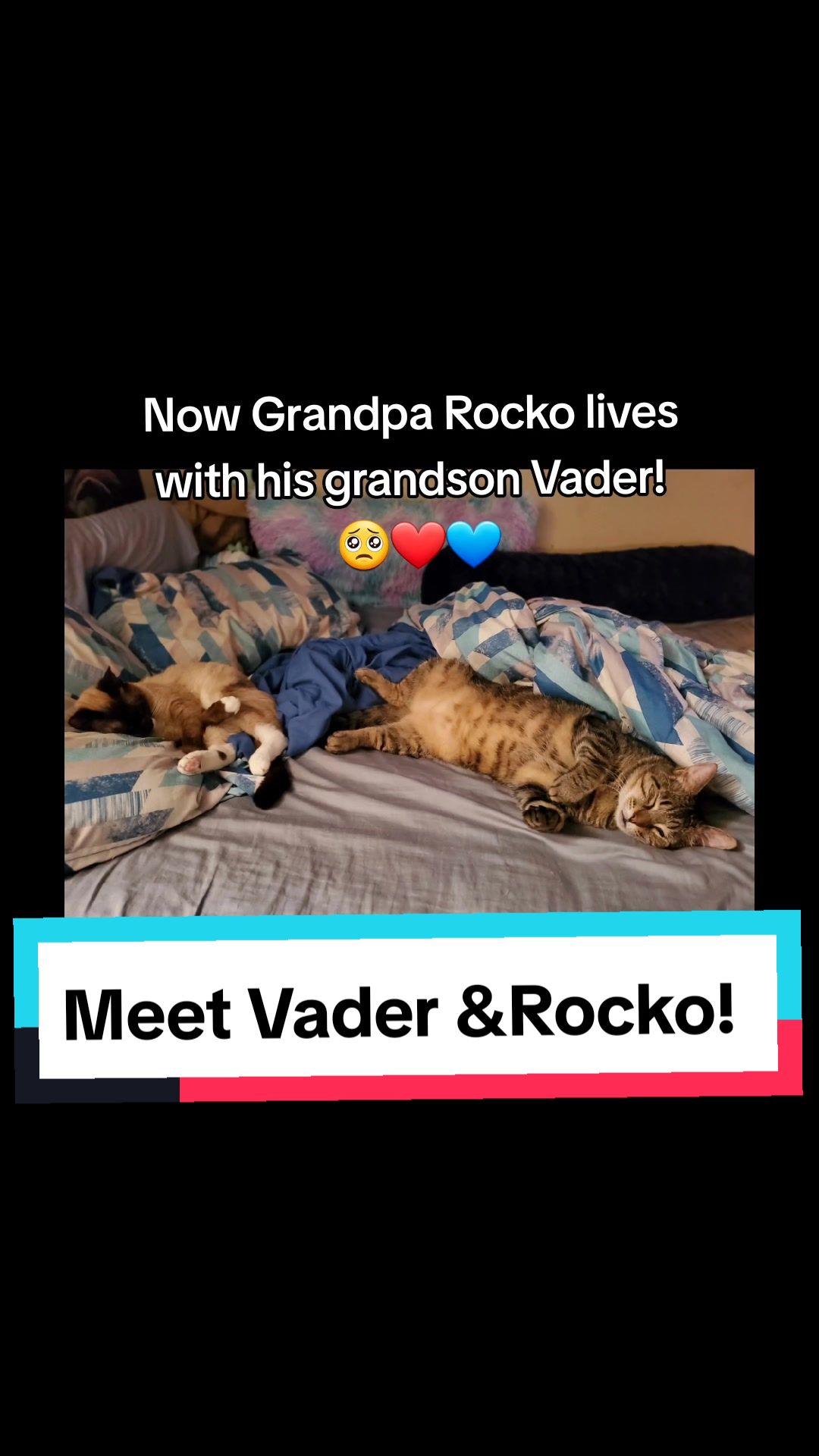 @Vader, Rocko, & Kona