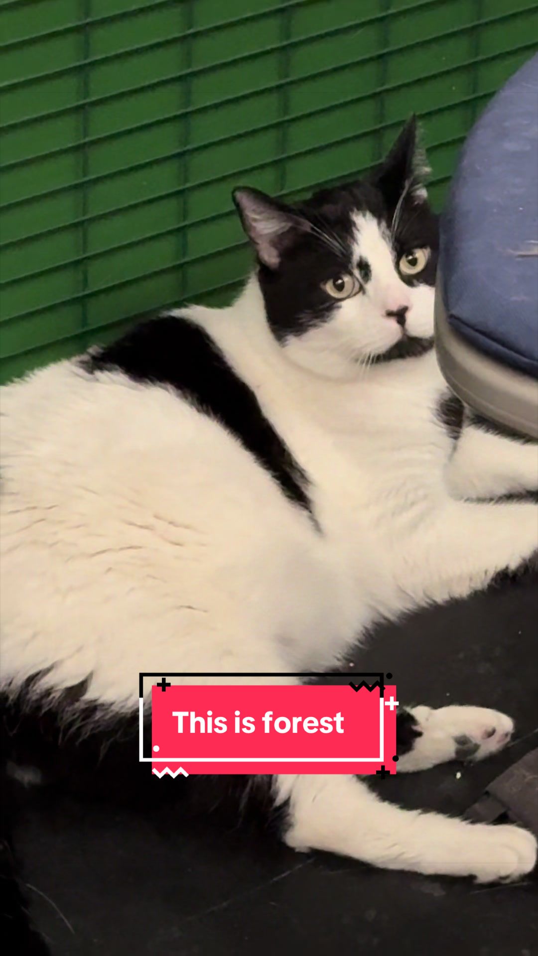 @Anchorage Animal Care Control