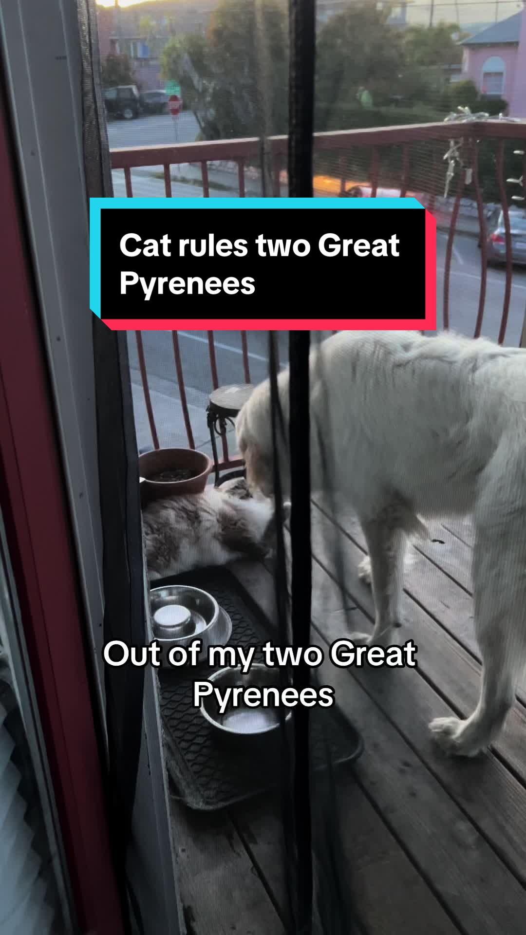 @PyreneesDogs