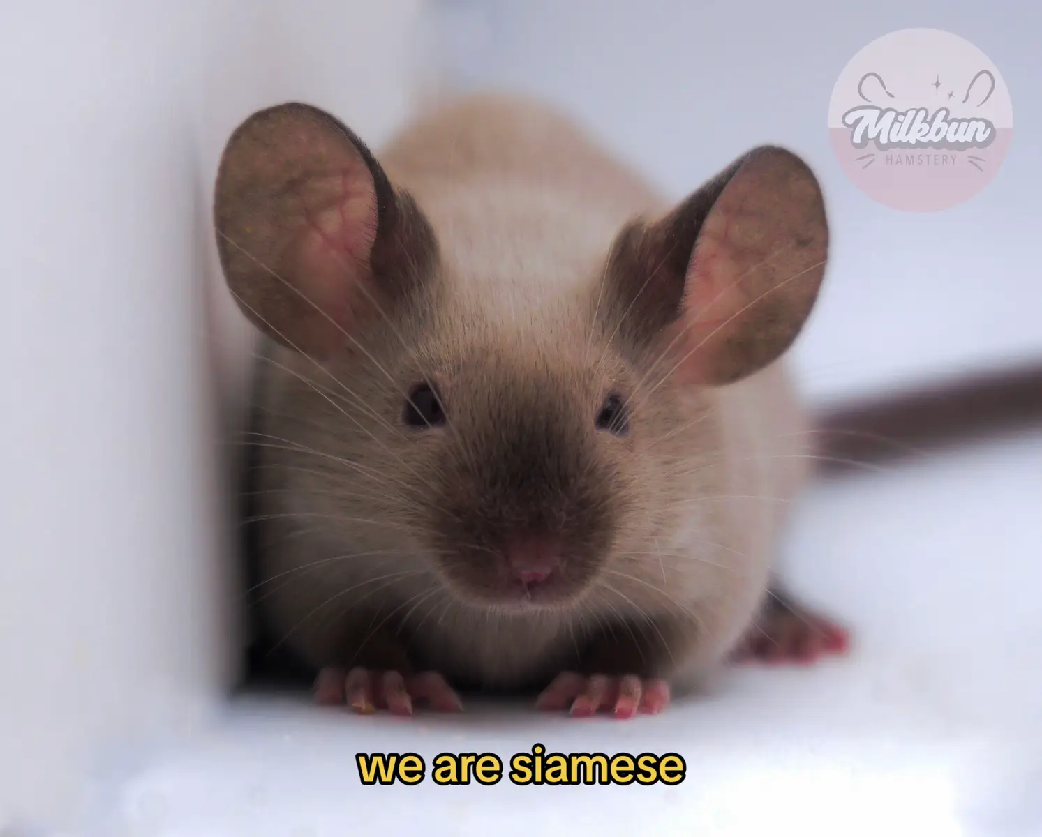 @Milkbun Hamstery 🍡